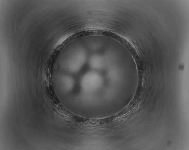 X0000100860871200806201215