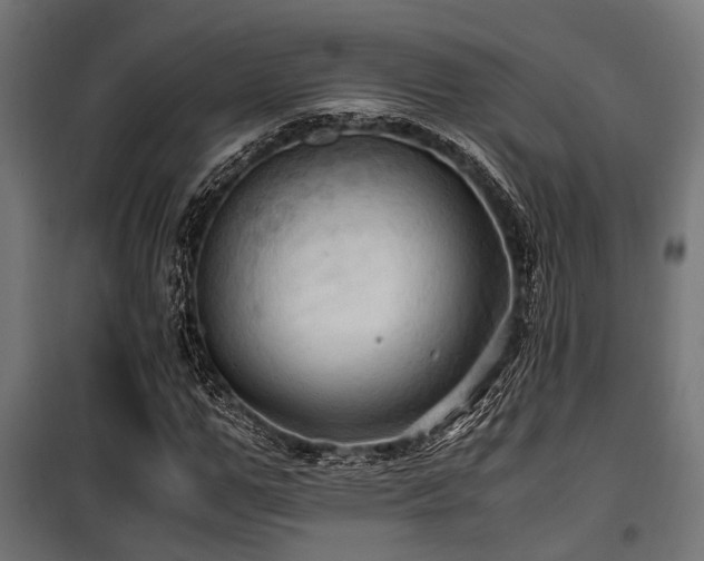 X0000100860967200806201213