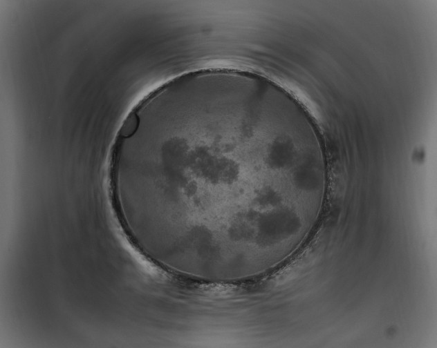 X0000100860991200806201212