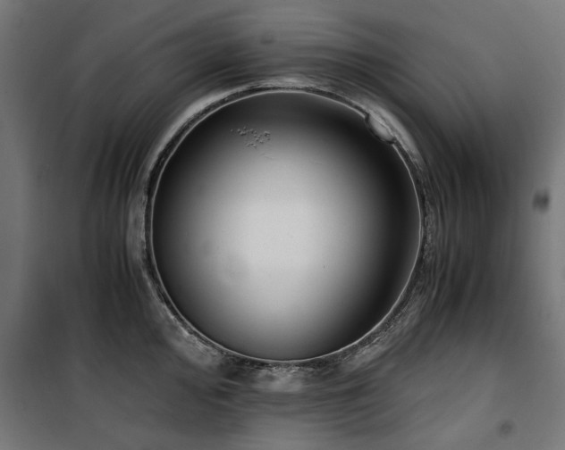 X0000100861000200806201212