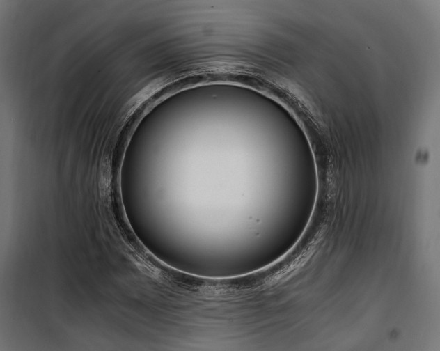 X0000100861065200806201211