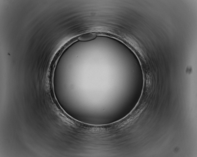 X0000100861068200806201211