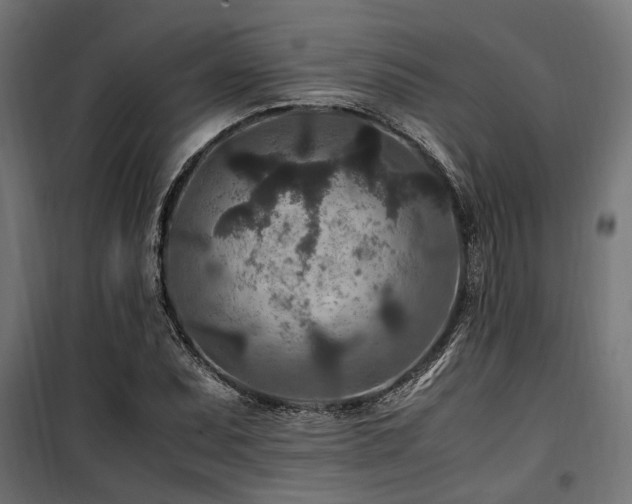 X0000100861071200806201211