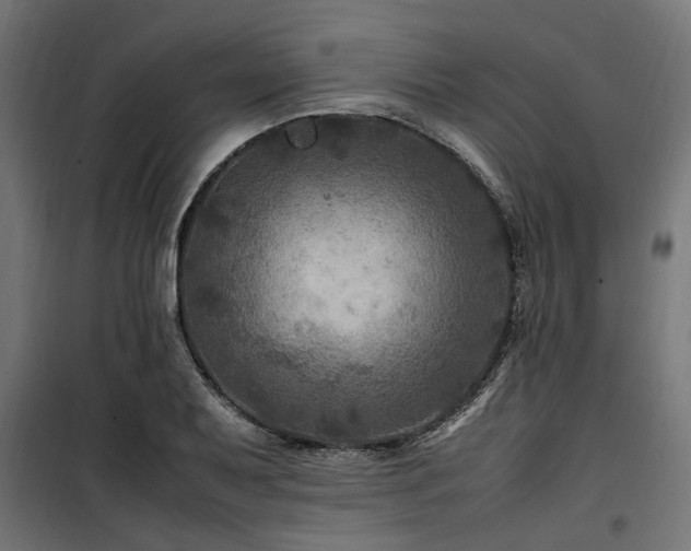 X0000100861079200806201211