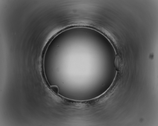 X0000100861085200806201211