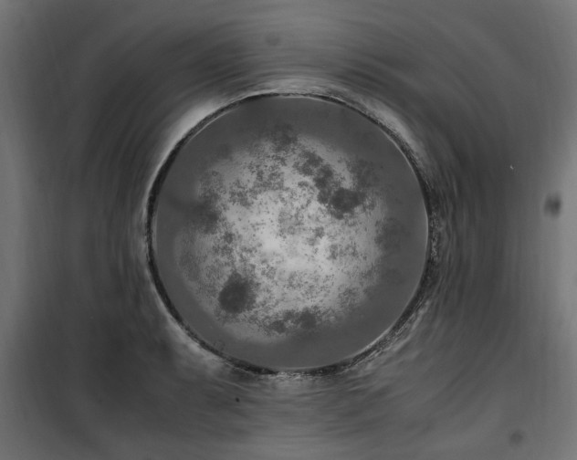 X0000100861087200806201211