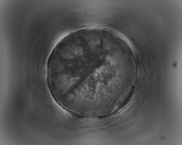 X0000100861095200806201211