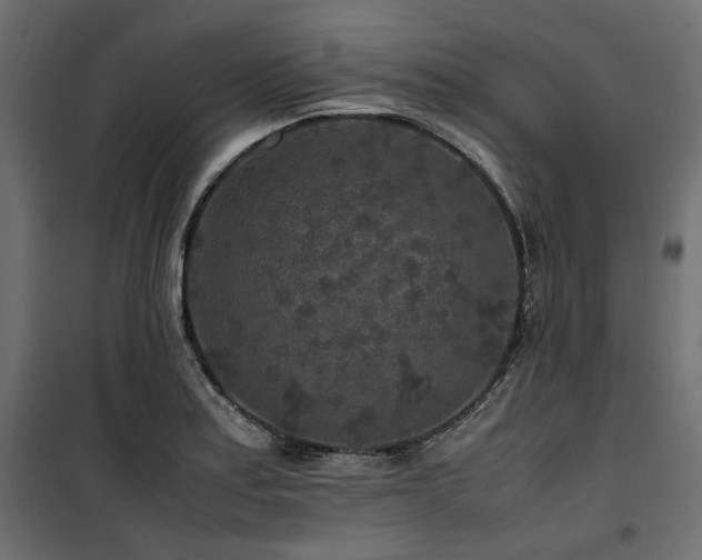 X0000100861179200806201209