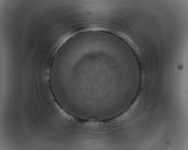 X0000100861185200806201209