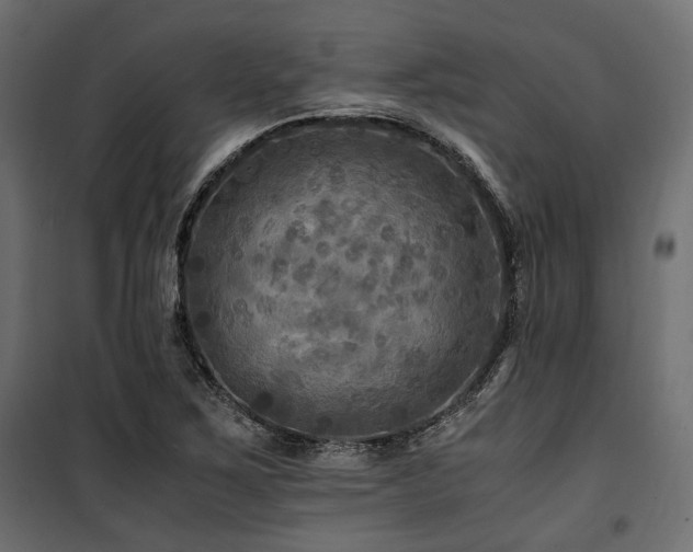 X0000100861267200806201208