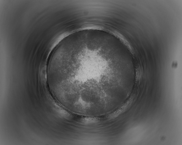 X0000100861274200806201208