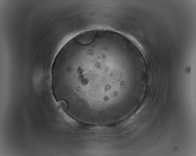 X0000100861287200806201208