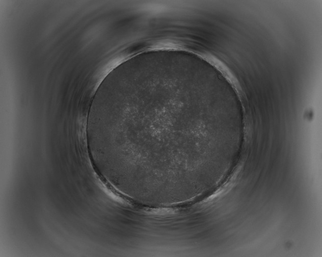 X0000100861337200806201208