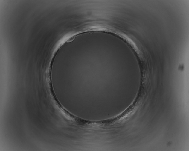 X0000100861373200806201207