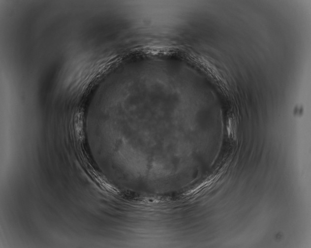 X0000100861396200806201206