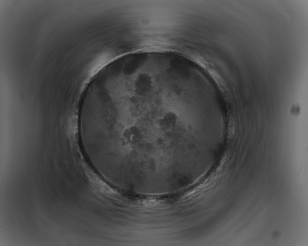 X0000100861459200806201205