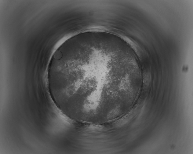 X0000100861466200806201205