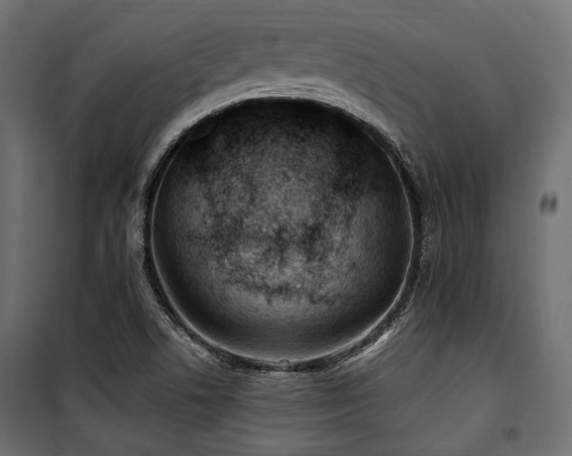 X0000100861506200806201204