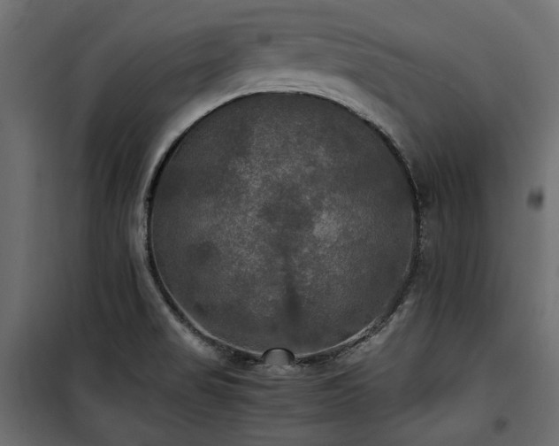 X0000100861517200806201204