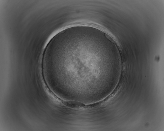 X0000100861530200806201205