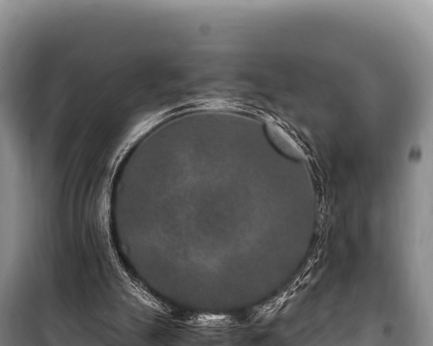 X0000100860055200806271209