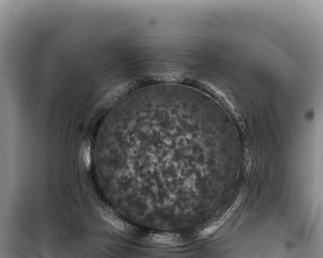 X0000100860069200806271209