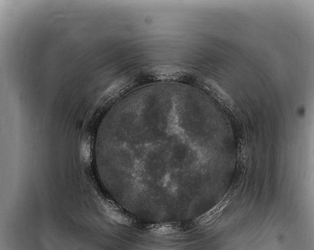 X0000100860074200806271209