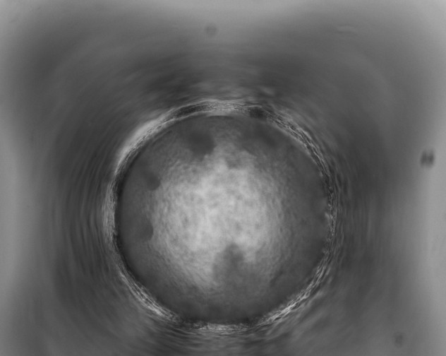 X0000100860149200806271208