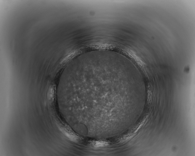 X0000100860165200806271208