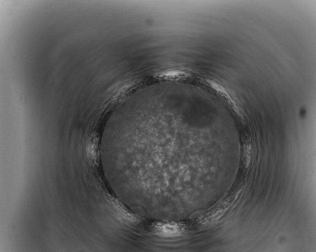 X0000100860181200806271208