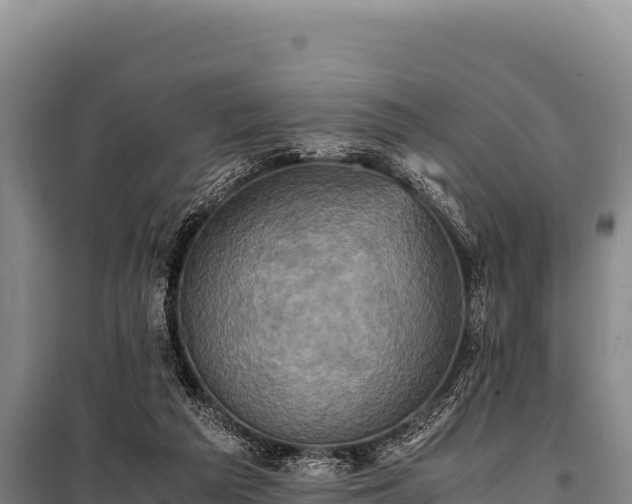 X0000100860209200806271207