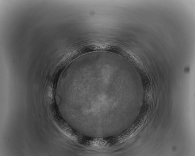 X0000100860215200806271207