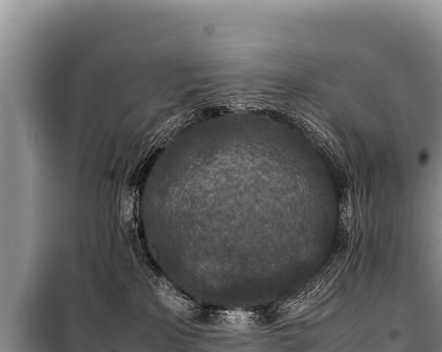 X0000100860233200806271207