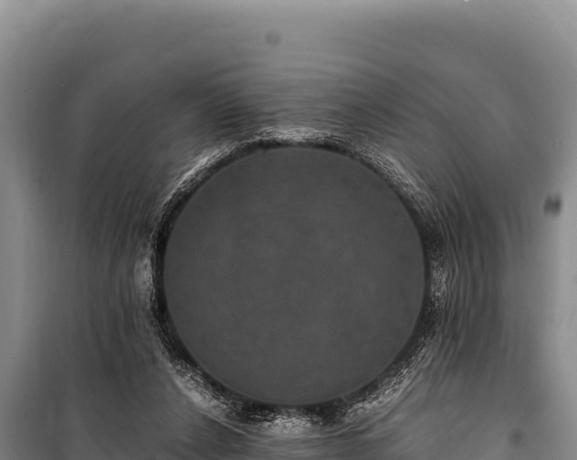 X0000100860256200806271206