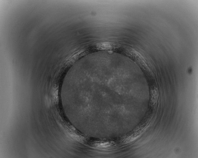 X0000100860267200806271207