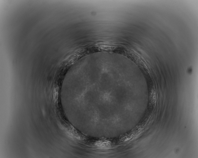 X0000100860271200806271207