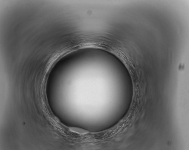 X0000100860289200806271206