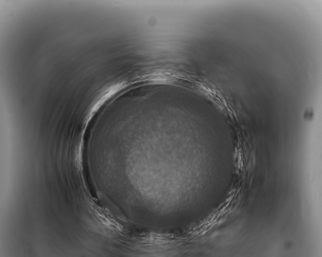 X0000100860292200806271206