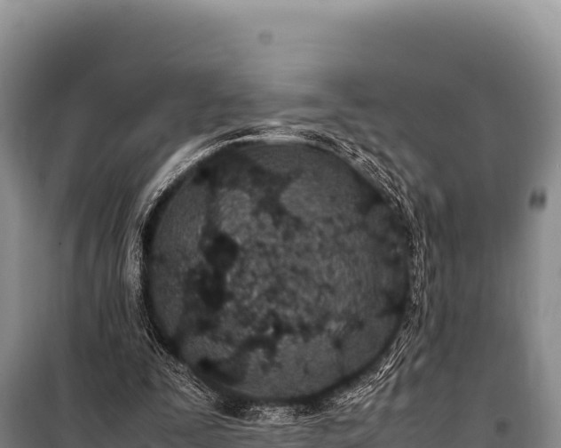 X0000100860295200806271206