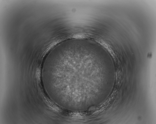 X0000100860297200806271206