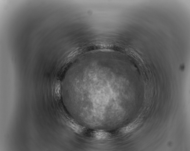 X0000100860336200806271205