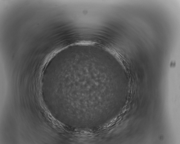 X0000100860337200806271205