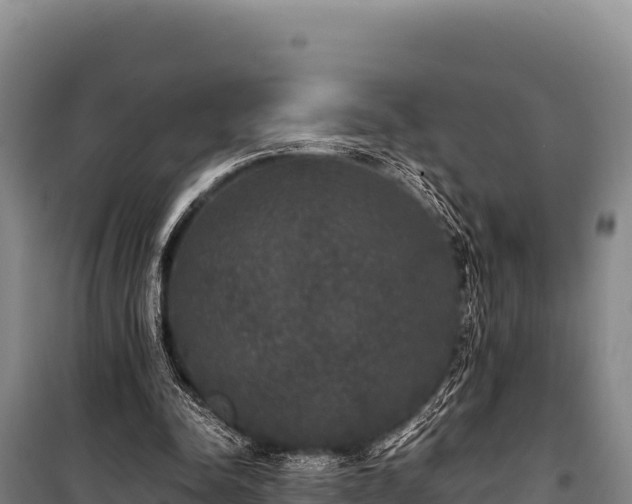 X0000100860342200806271205