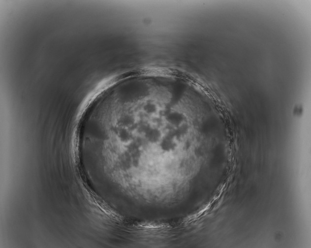 X0000100860343200806271205