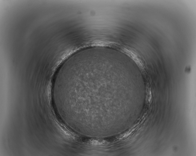 X0000100860346200806271205