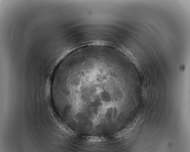 X0000100860347200806271205