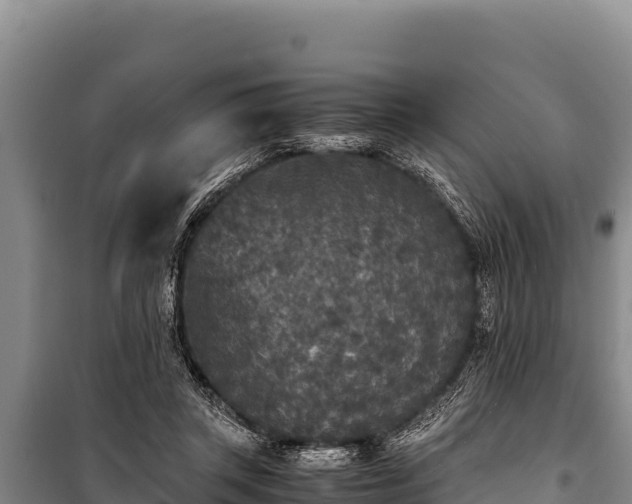 X0000100860357200806271205