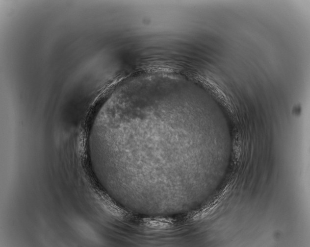 X0000100860359200806271205