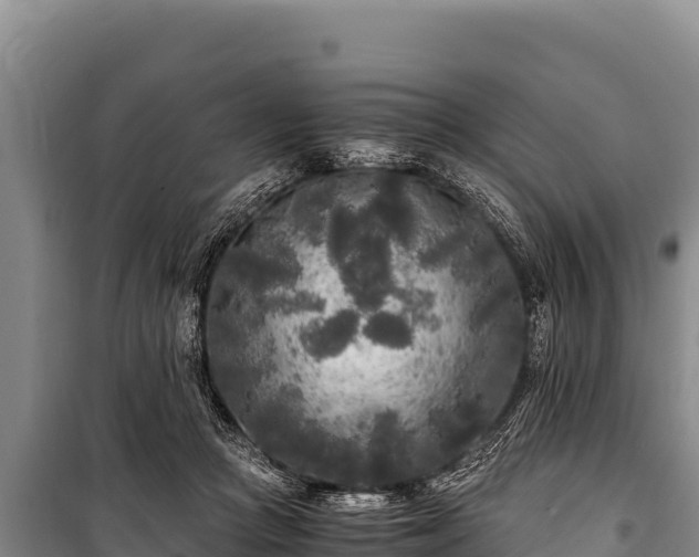 X0000100860361200806271205