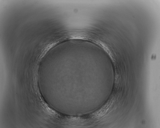 X0000100860385200806271205